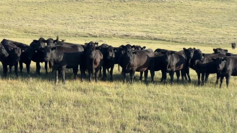 Jet black, home-raised, March 20th for 60 days calving!